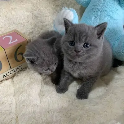 Adorable British Shorthair