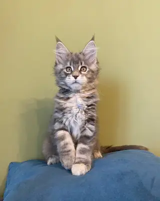 可爱的缅因猫幼崽