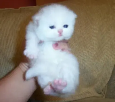 Adorable Persian Cutie