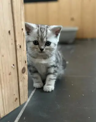 Hermosos gatitos persas chinchilla