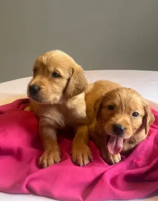 Chiots Golden Retriever roux