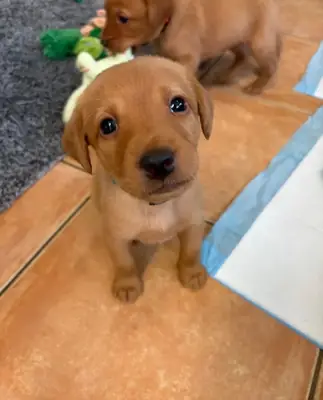 KC注册的狐狸红拉布拉多寻回犬幼犬
