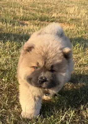 🧸🐾 Cachorros Chow Chow listos ahora🐾🧸