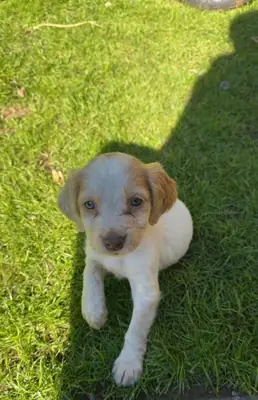 工作型可卡犬幼犬