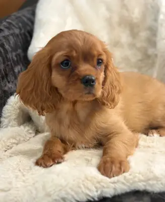 Hermosos cachorros de Cavalier King Charles