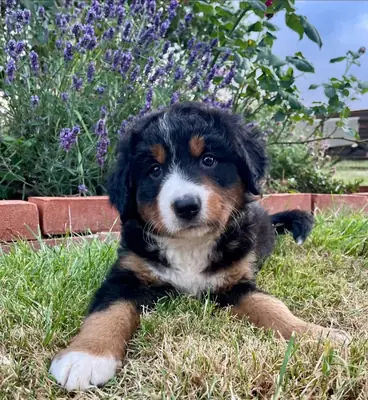 伯恩山犬幼犬