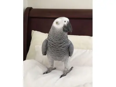 Очень внимательный африканский серый попугай ищет тихий дом.