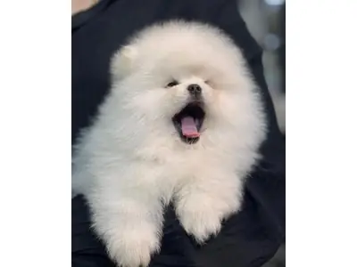 Pequeño pomerania blanco muy juguetón y sociable