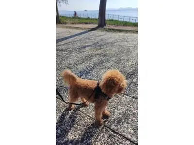 Caniche marrón tranquilo acostumbrado a convivir con personas