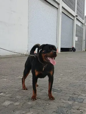 Joven rottweiler seguro y equilibrado criado en casa