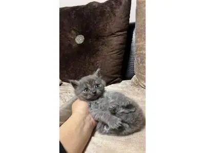 Спокойный британский короткошёрстный котёнок из домашнего разведения