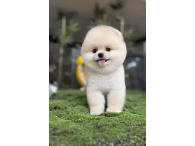 Белый померанский шпиц с дружелюбным характером