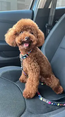 Коричневый пудель ищет спокойную и заботливую семью