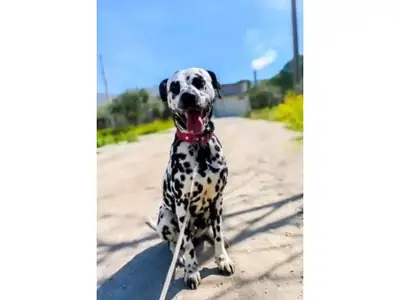 Дружелюбный далматинец ищет активную семью