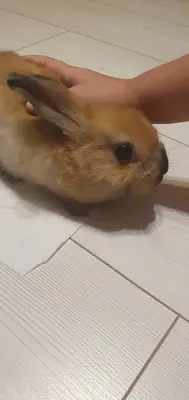 小兔子
