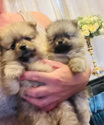 博美幼犬待领养