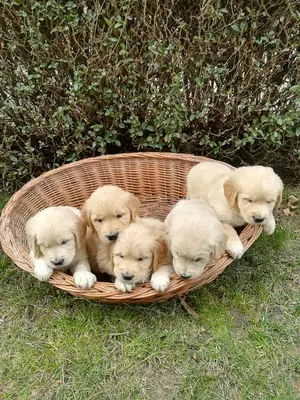 Cachorros de Golden Retriever en adopción