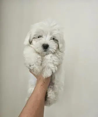 Chiots Bichon maltais à donner