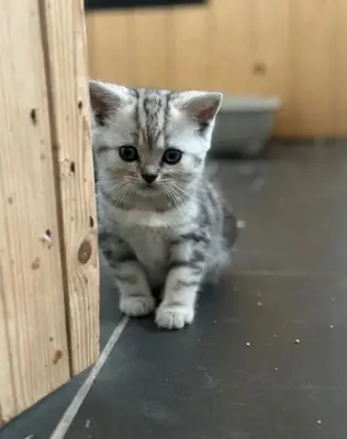 3 gorgeous kittens looking for their forever homes