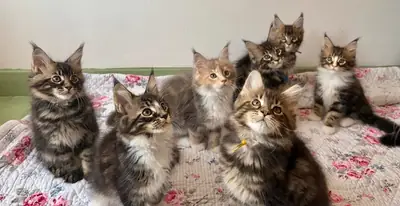 纯种缅因猫幼崽