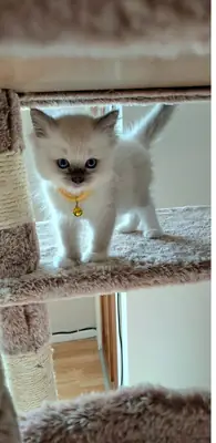 布偶猫幼崽