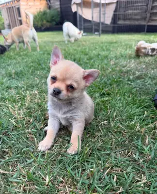漂亮的吉娃娃幼犬