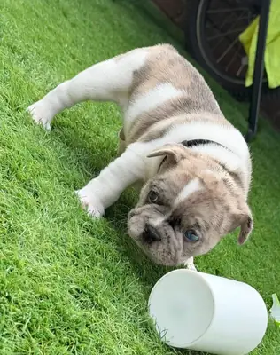 Adorables chiots français