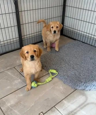 Beautiful KC Golden Retrievers