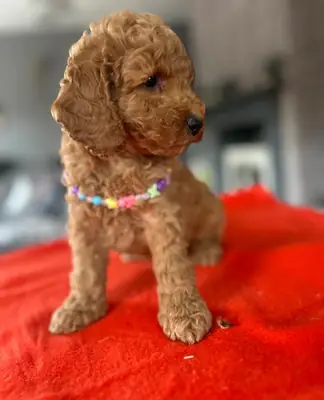 Magnifique petit caniche