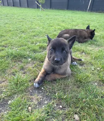 Belgian shepards manolis