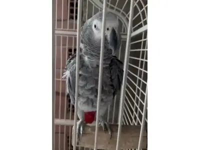 İnsanlarla güçlü bağ kurabilen Jako papağanı sahiplendirilecektir