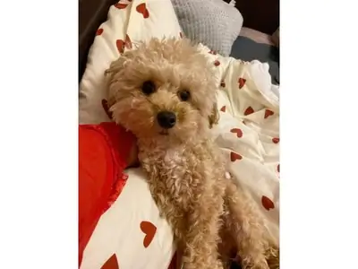 Kahverengi Poodle sahiplendirilecektir