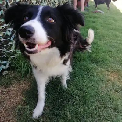 Enerjik Border Collie aktif bir aile arıyor