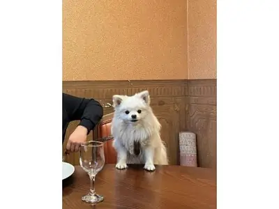 Beyaz Pomeranian sahiplendirilecektir