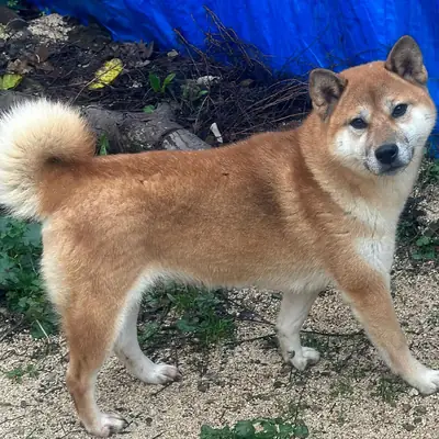 Enerjik Shiba Inu aktif bir aile arıyor
