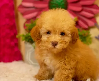 Cachorros de Caniche Toy -