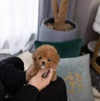 Hermosos cachorritos caniche toy WhatsApp
