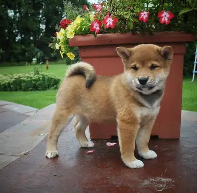 小型索波澳洲牧羊犬幼犬