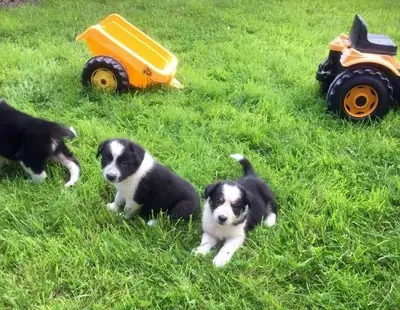 Cachorros de Border Collie en adopción.
