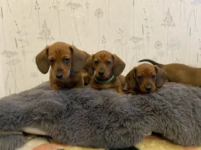 Cachorros de perro salchicha miniatura. 