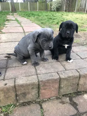 Cane corso macho y hembra registrados.