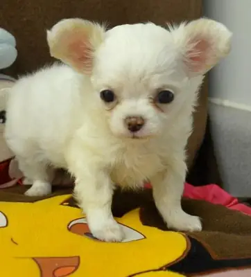CHIOTS CHIHUAHUA POUR NEW CLOCKWORK.
