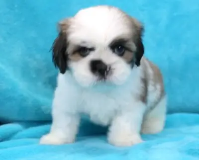 Lhasa Apso cinsi dişi yavru köpek.