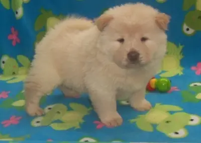 Chiots Chow-Chow, 3 mâles et 1 femelle.