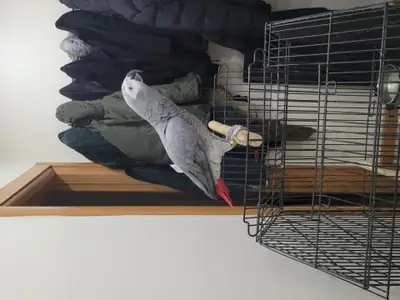 Highly intelligent African Grey Parrot looking for a patient new home