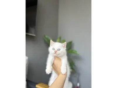 Gentle British Shorthair cat searching for a calm household