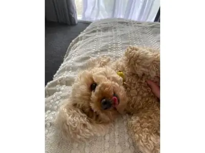 Affectionate brown Poodle seeking a stable new home