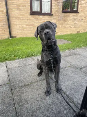 Calm but protective Cane Corso looking for an experienced home