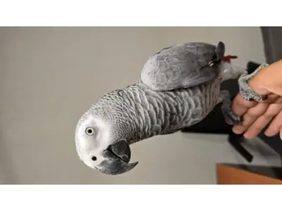 African Grey Parrot that enjoys human interaction looking for a caring home