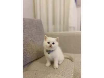 Quiet British Shorthair cat searching for a peaceful home